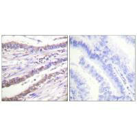 CCNA1 Antibody