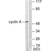 CCNA1 Antibody