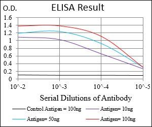 CCNA2 Antibody