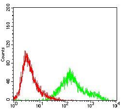 CCNA2 Antibody