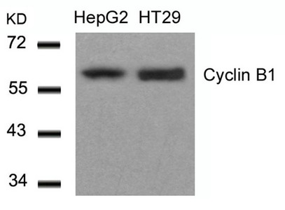 CCNB1 (Ab-147) antibody