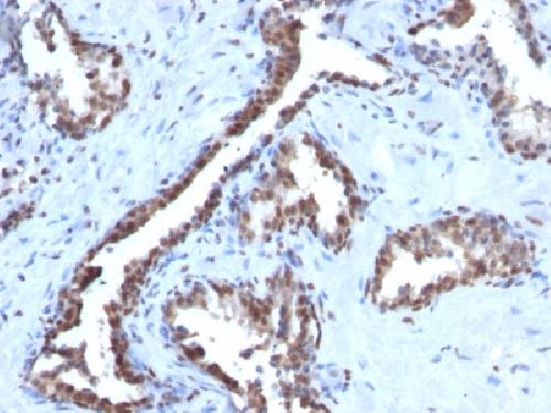 Cyclin B1 (G2- & M-phase Cyclin) Antibody
