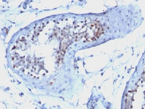Cyclin B1 (G2- & M-phase Cyclin) Antibody
