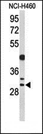 CCNB1IP1 antibody