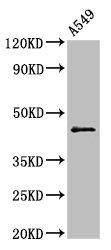 CCNB2 antibody