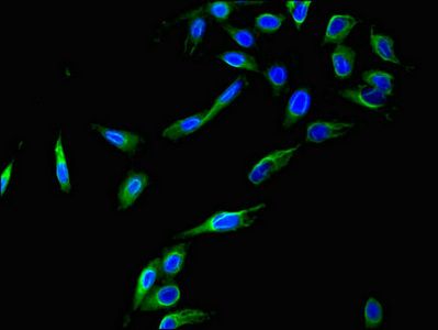 CCNC Antibody