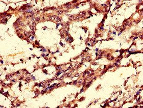 CCNC Antibody