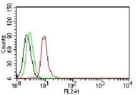 Cyclin D1 (G1-Cyclin & Mantle Cell Marker) Antibody