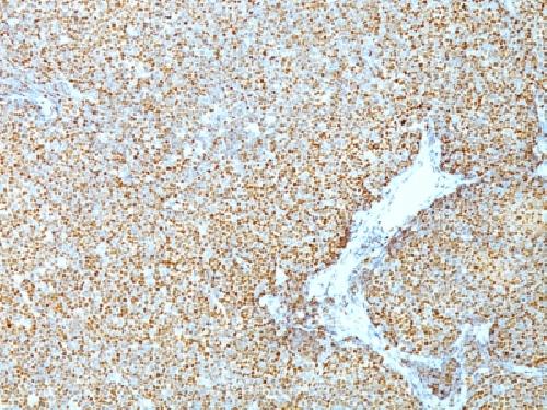 CCND1 antibody