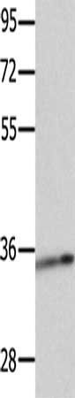 CCND1 Antibody