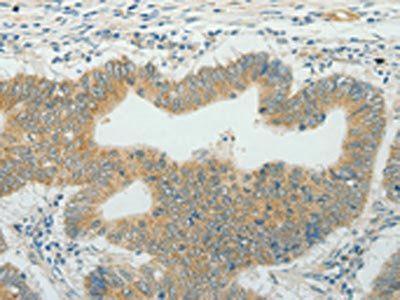 CCND1 Antibody