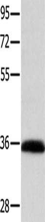 CCND1 Antibody