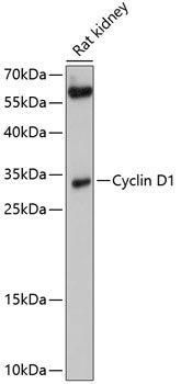 CCND1 antibody