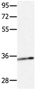 CCND1 Antibody