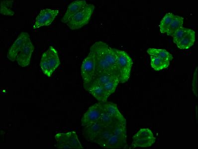 CCND2 Antibody