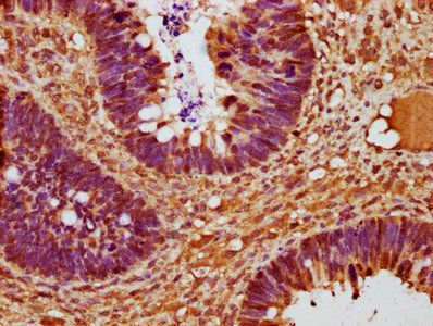 CCND2 Antibody