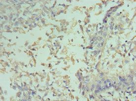 CCND2 Antibody