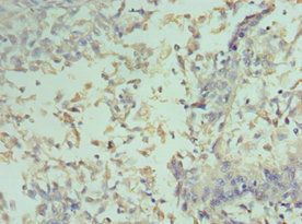 CCND2 antibody