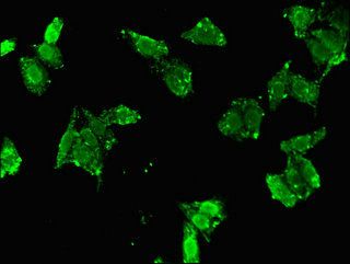 CCND2 antibody