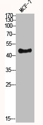 CCNE1 Antibody