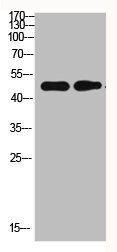 CCNE1 Antibody