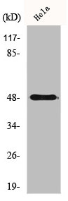 CCNE1 Antibody