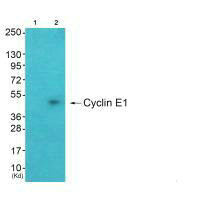 CCNE1 antibody