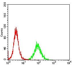 CCNE1 Antibody