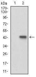 CCNE1 Antibody