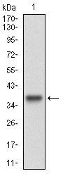 CCNE1 Antibody