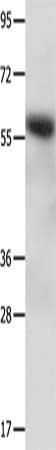 CCNF Antibody