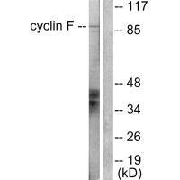 CCNF Antibody