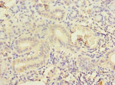 CCNJL Antibody