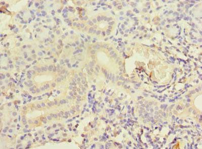 CCNJL antibody