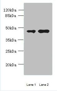 CCNJL antibody