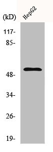 CCNL1 Antibody