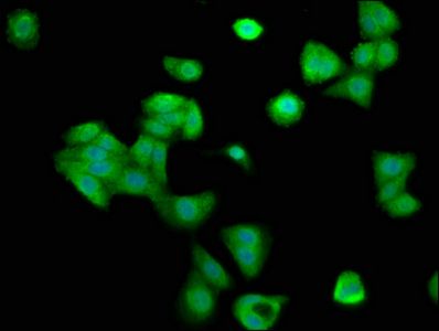 CCNY Antibody