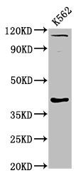 CCNY Antibody