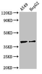 CCR10 antibody