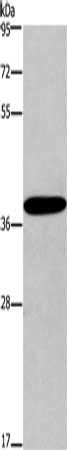 CCR2 antibody