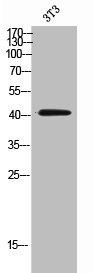 CCR2 antibody