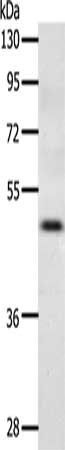 CCR3 antibody