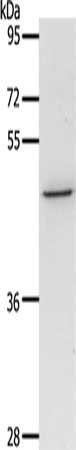 CCR3 Antibody