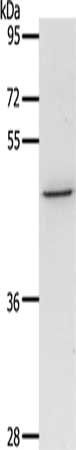 CCR3 antibody