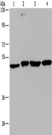 CCR6 antibody