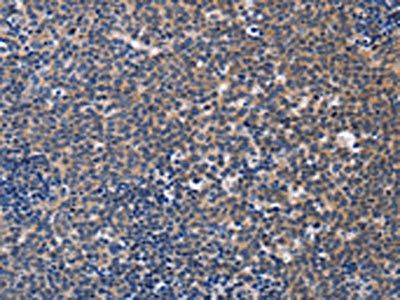 CCR6 Antibody