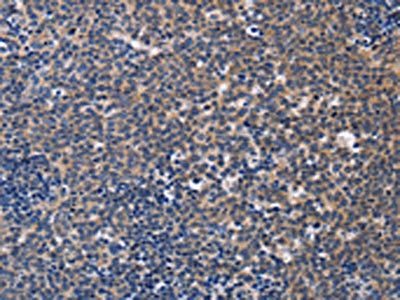 CCR6 antibody