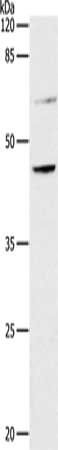 CCR7 Antibody