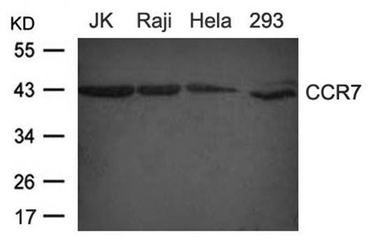 CCR7(CD197) Antibody