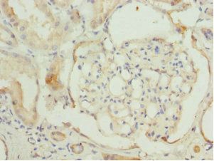 CCT2 antibody